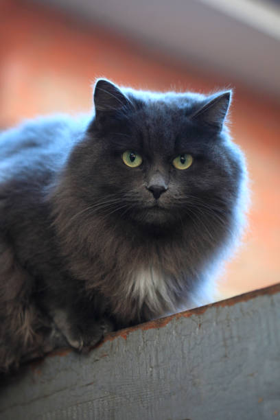 Portrait of cute fluffy cat