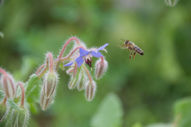 A honeybee collects nectar from a vibrant blue borage flower. The macro shot captures the bee’s delicate wings, fuzzy body, and the plant’s hairy stems against a green background.