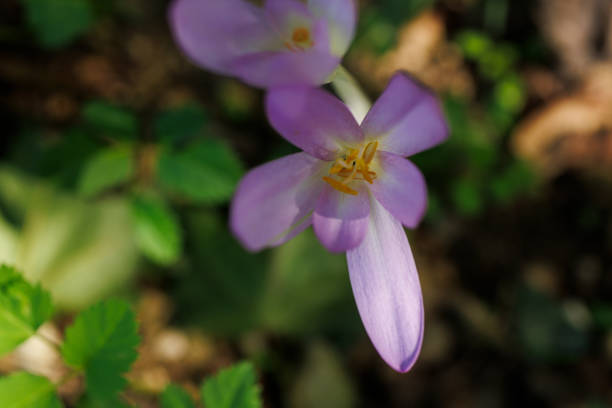 istock Autumn crocus or Colchicum autumnale flowers 2192713722