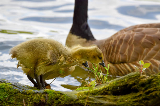 Canada goose (Branta canadensis) goslings eating grasses while an adult goose swims nearby.