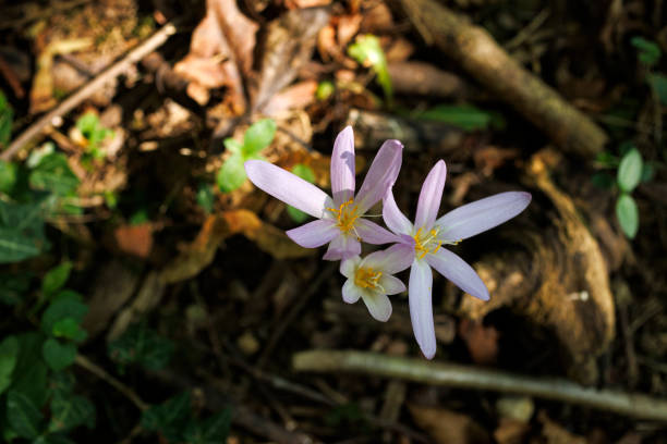 Up close and personal with some flowers from a bloomerang dark purple lilac (syringa) bush.