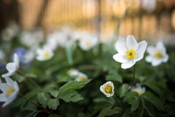 istock White spring flower Anemone nemorosa 2192718073