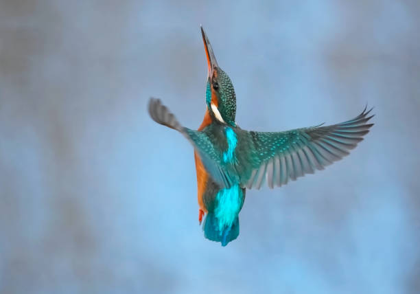 istock Female Kingfisher flying 2192718259
