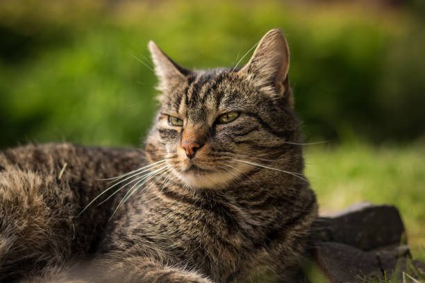 istock Tabby cat in the garden looking around 2192718308