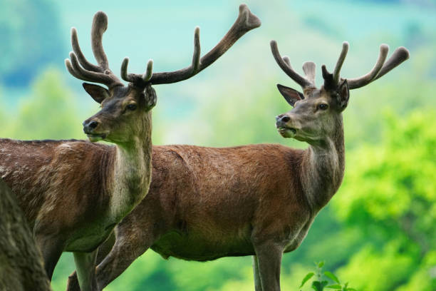 istock 2 Stags posing in the sunshine 2192719073