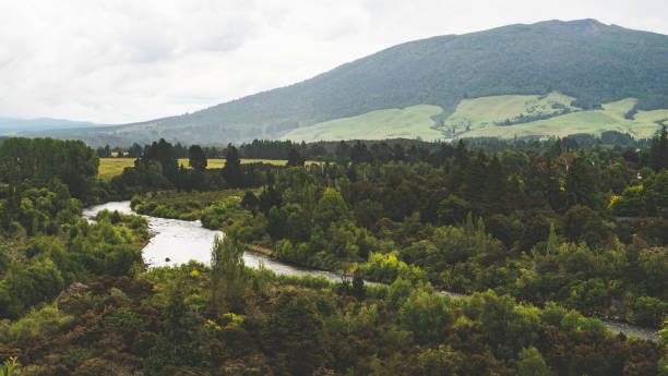 River stream running through lush forest new zealand bush green