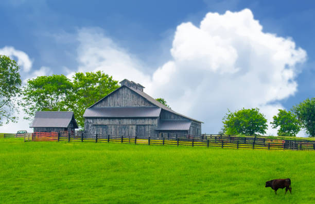 istock Old Weathere Barn with fence and cattle-Richmond, Kentucky 2192722947
