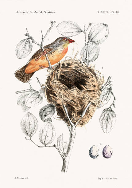 istock Vintage Bird Illustration. Ornithological plate from a French book, circa 1882, featuring a West African bird. 2192728099