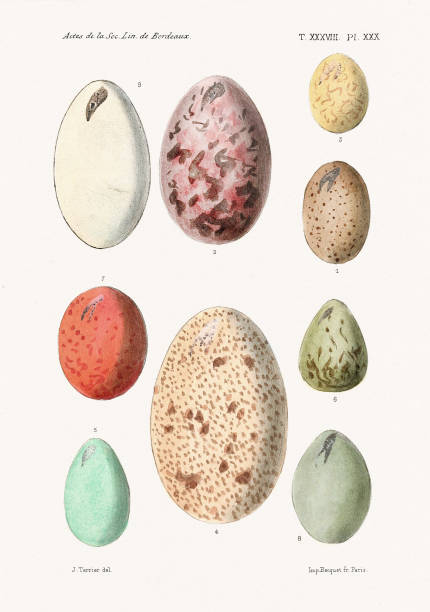Vintage Bird Eggs Illustration. Ornithological plate from a French book, circa 1882, featuring West African bird eggs with exquisite details and soft natural tones.