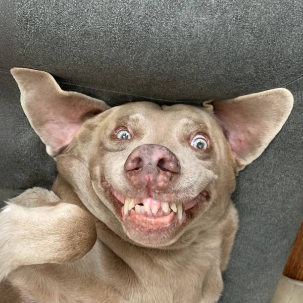 Grimace face of a Weimaraner Dog