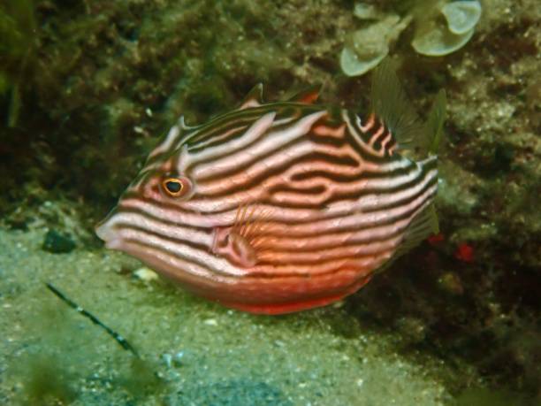 istock Striped cowfish in its sandy habitat 2192728461