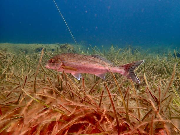 Dusky Morwong Butter perch fish swims above sea grass