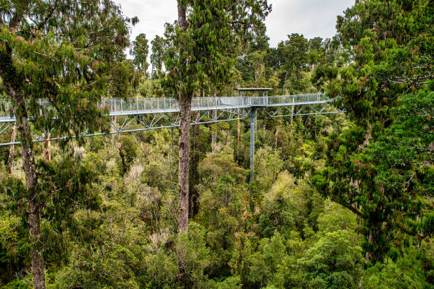 istock Hokitika tree walk scenery in the West Coast lush extensive native rimu forest 2192730408