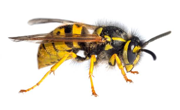 istock European common wasp German wasp Vespula Vulgaris 2192730487