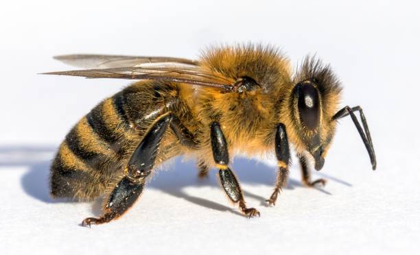 istock bee or honeybee in Latin Apis Mellifera on white 2192730524