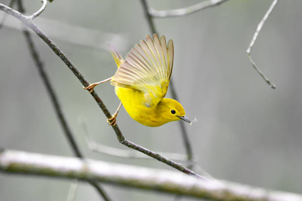 istock Yellow Warbler (Setophaga petechia) perched on a branch during spring migration at Point Pelee National Park, Leamington Ontario 2192730884