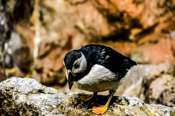 A small black and white bird is standing on a rock. The bird is looking down at something on the ground