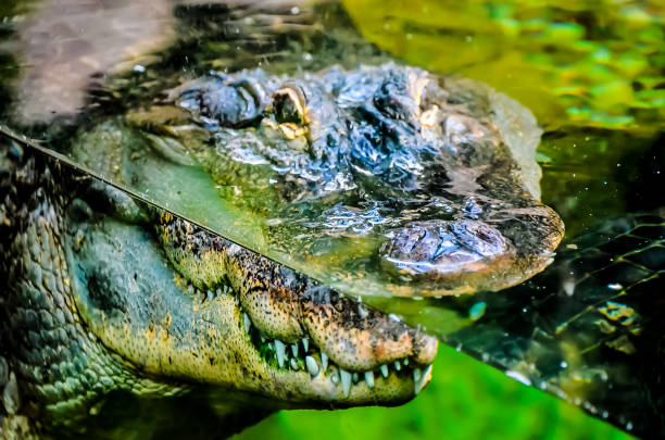 istock A crocodile is in a tank with water 2192730947