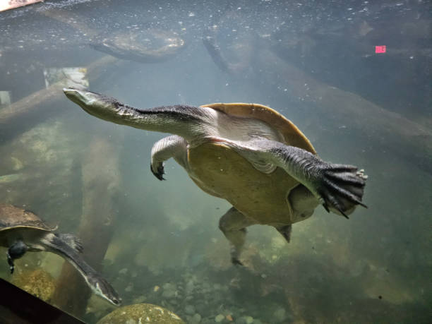istock Turtle swimming in water 2192731639