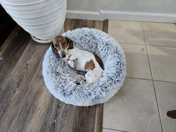 istock Dachshund resting in dog bed 2192732712