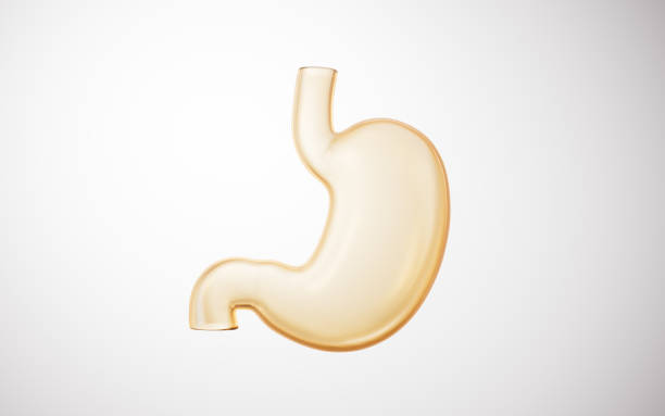 istock Transparent golden stomach organ, 3d rendering. 2192732861