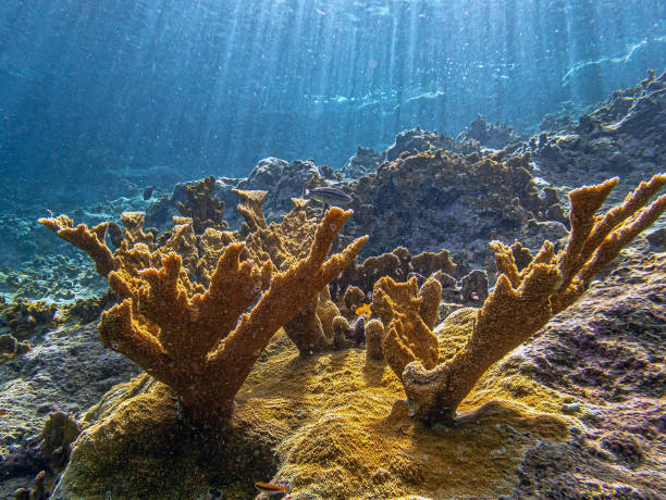 istock Elkhorn coral ,Acropora palmata 2192735204