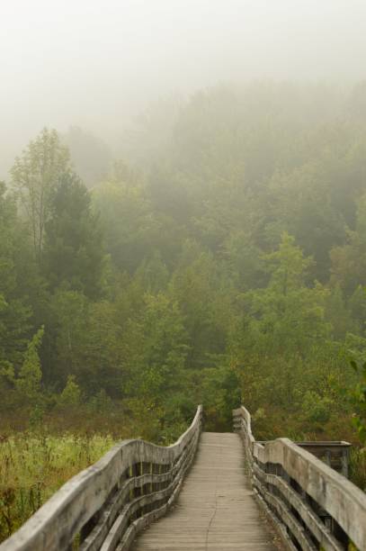 istock Foggy summer morning in the woods 2192735394