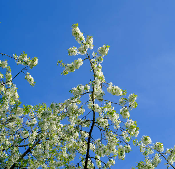 A stunning view of tree branches laden with white blossoms reaching into a clear blue sky, capturing the essence of springtime. This was beautifully captured in Denmark.