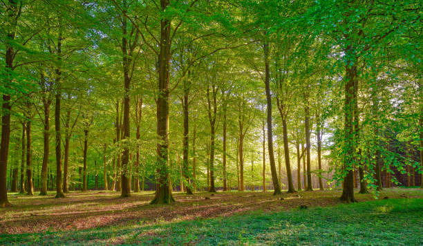 A serene woodland scene featuring tall trees with green leaves, sunlight streaming through the canopy, and a peaceful forest floor. Captured within the lush environments of Denmark.