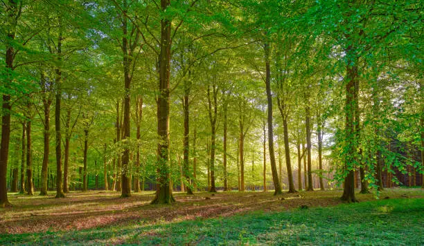 Tranquil forest scenery with sunlight filtering through lush green foliage Tranquil forest scenery with sunlight filtering through lush green foliage