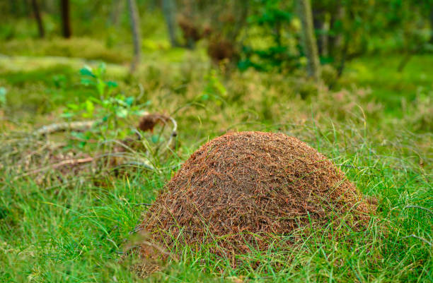 A close view of an ant hill over grassy surroundings in a forest landscape. This natural setting depicts Denmark's biodiversity, located in a serene environment emphasizing the beauty in nature and ecology.