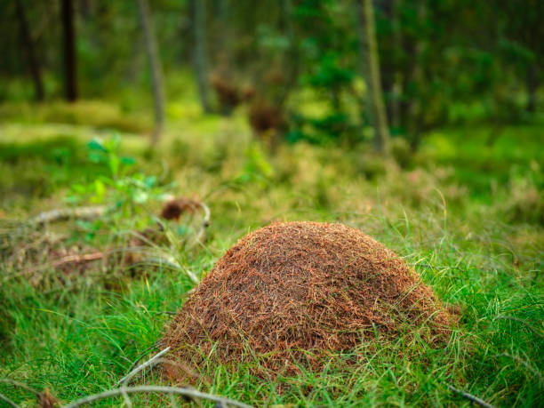 istock Ant hill amidst lush greenery in a forested area during daytime 2192736971