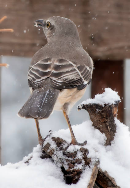 istock A Northern Mockingbird out in the snow 2192737185
