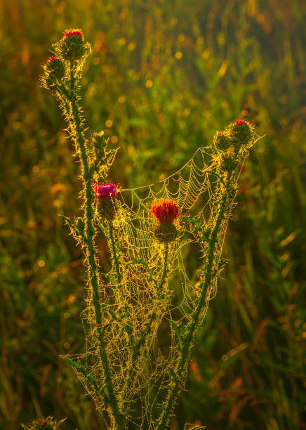 The stems of flowering thistles are entangled in a web of dripping morning dew in the backlight of the morning sun in a summer field