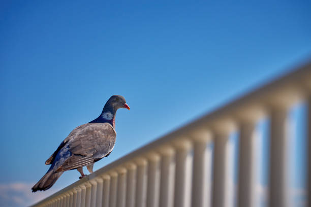 Wood pigeon on white railing against blue sky. Close up portrait of bird in city