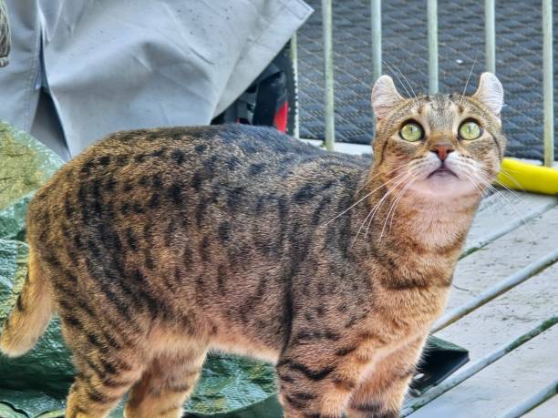 istock Spotted cat on porch 2192737996
