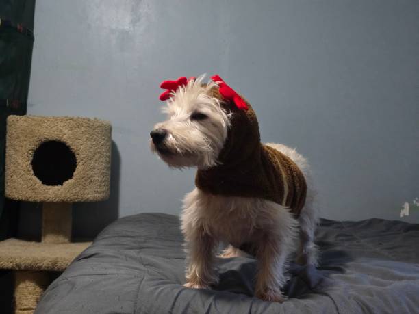 istock Unhappy dog in reindeer suit 2192738464