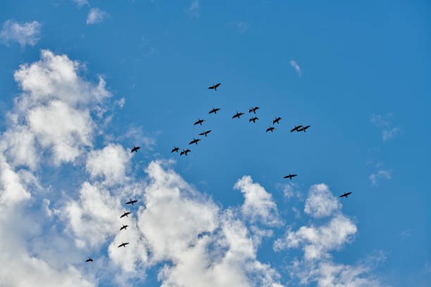 A flock of birds forms a graceful pattern in the sky over Denmark. The scene exhibits harmony and movement as the birds soar through a clear blue sky dotted with fluffy white clouds. This tranquil moment evokes a sense of freedom, travel, and connection with nature.