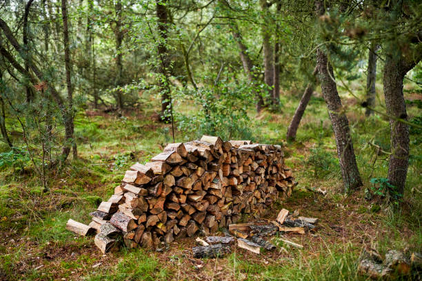 A neatly arranged stack of harvested firewood is situated in a lush green forest in Denmark. The sunlight filters through the trees, adding a peaceful charm to this woodland scene.