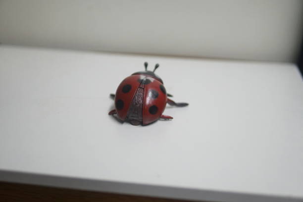 istock A ladybug rests on a white surface, elegantly framed, showcasing its vibrant colors and delicate features 2192740155