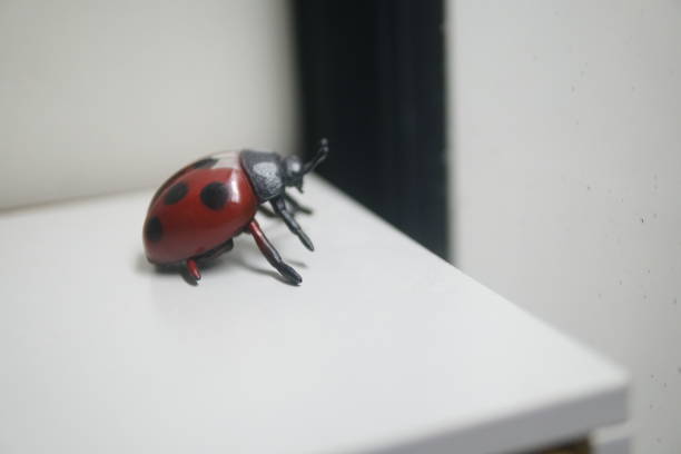 istock A ladybug rests on a white surface, elegantly framed, showcasing its vibrant colors and delicate features 2192740159