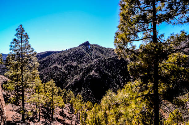 istock A mountain range with trees in the foreground and a clear blue sky 2192741373