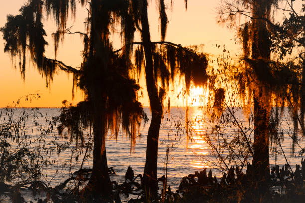 A scenic sunset view of a silhouetted Spanish moss covered cypress tree on Lake Pontchartrain, in Fountainebleau State Park, Louisiana.