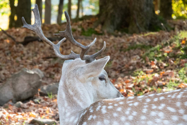 Portrait of deer at Omega Park, Quebec, Canada