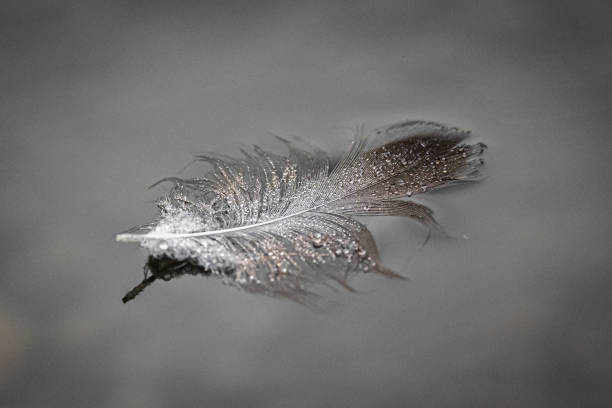 Elegant Single Duck Feather Floating Gracefully on Calm Water Surface
