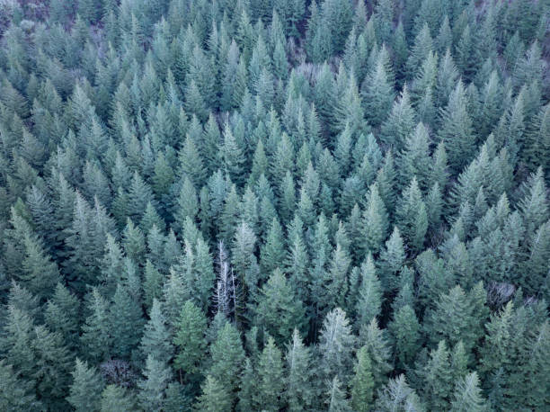 istock Aerial View of a Beautiful Pacific Northwest Forest 2192745615