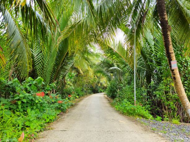 istock A peaceful narrow countryside path surrounded by lush greenery and tropical palm trees in Mekong Delta Vietnam. 2192748016