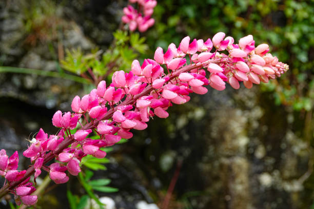 Bright pink lupin flower head bends over pond with water droplets