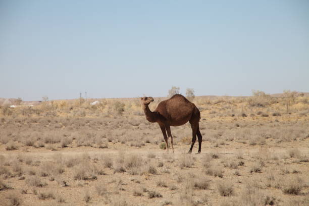Camel crossing the dessert in a sunny day