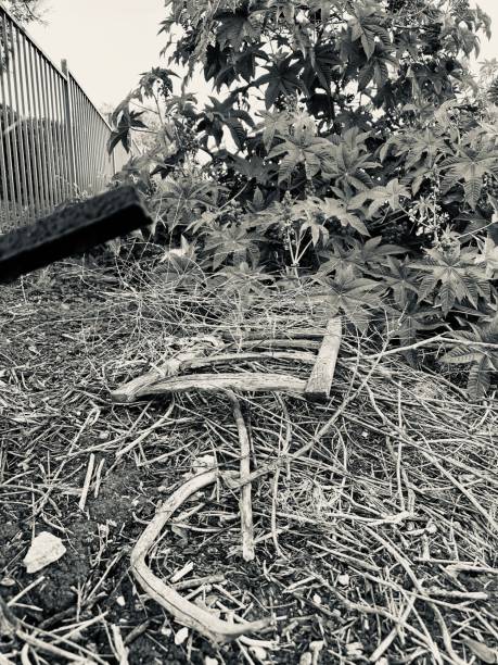 istock Abandoned Chair in the Weeds 2192750480